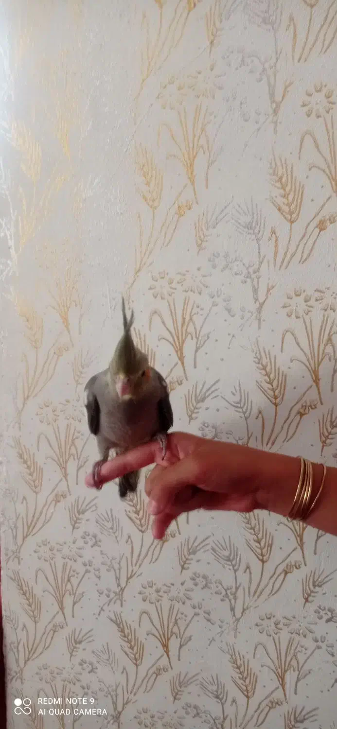 جوجه عروس هلندی 45 روزه|پرنده|سراب, |دیوار