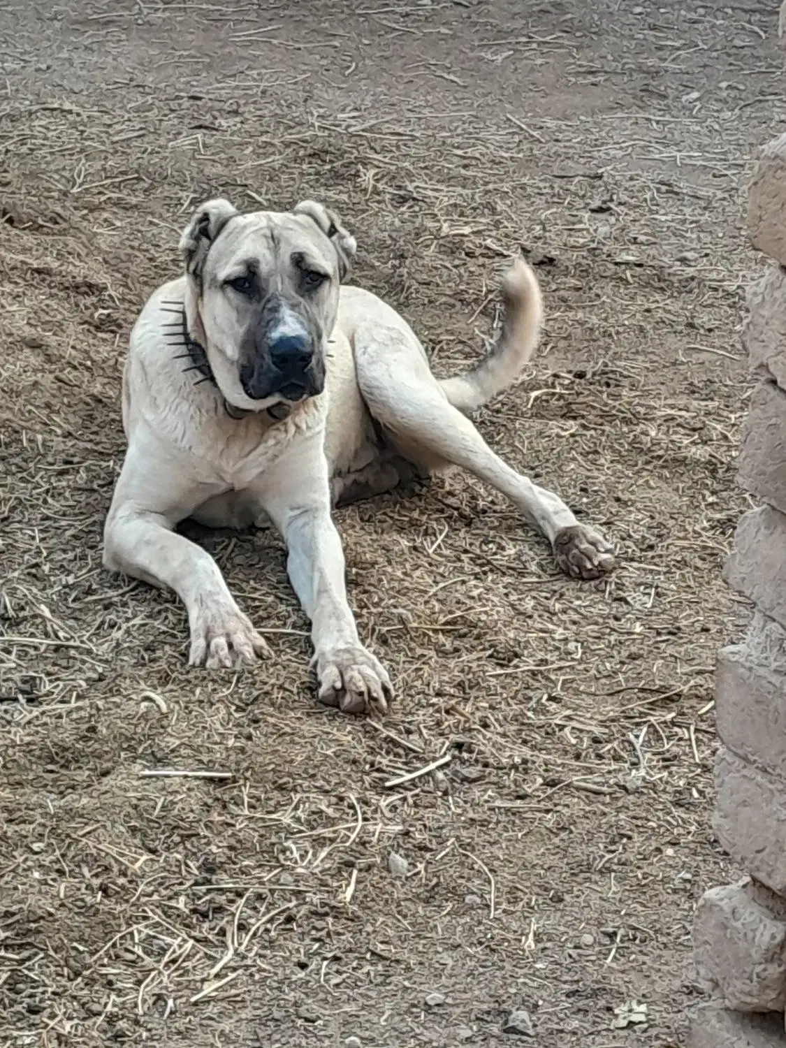 سگ نژاد دار|سگ|تربت‌حیدریه, هاشمی‌نژاد|دیوار
