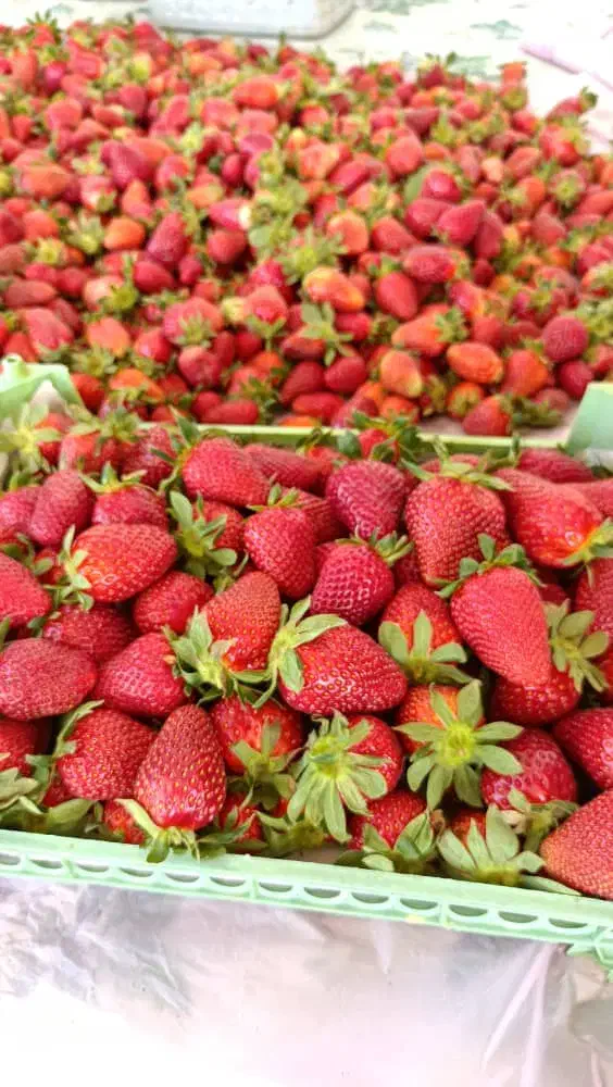 بوته توت فرنگی کاماروسا و گاویتا|خدمات باغبانی و درختکاری|رشت, معلم|دیوار