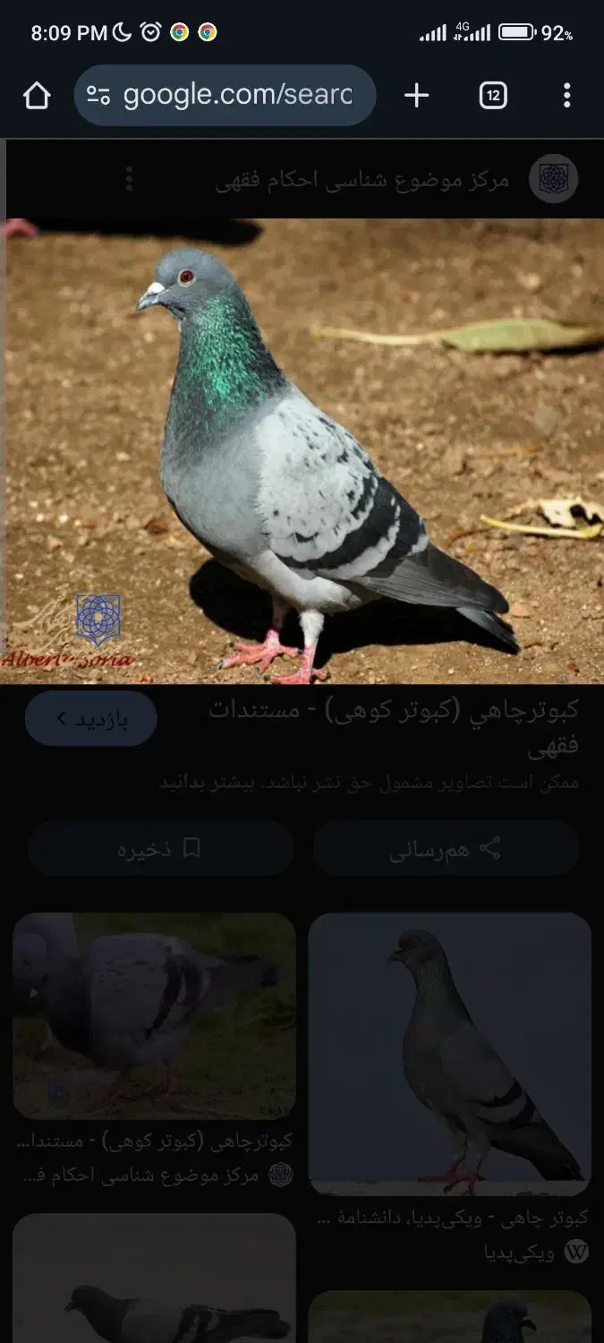 کبوتر|حیوانات|فردیس, فردیس|دیوار