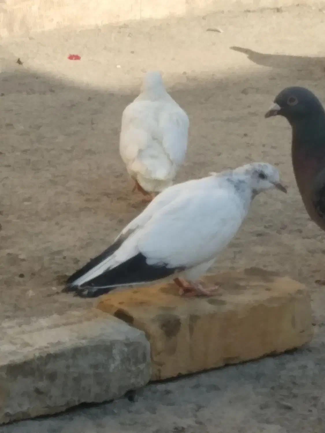 تعویض|پرنده|جوادآباد, |دیوار