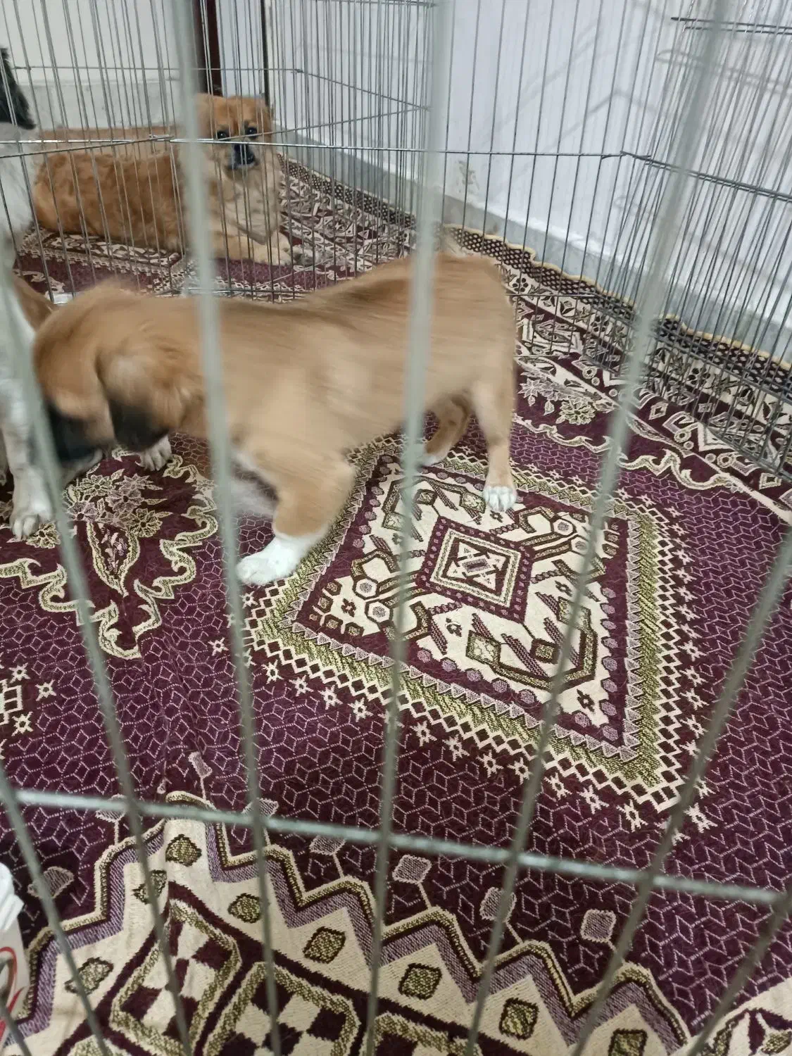 سگ ماده|سگ|گنبد کاووس, |دیوار