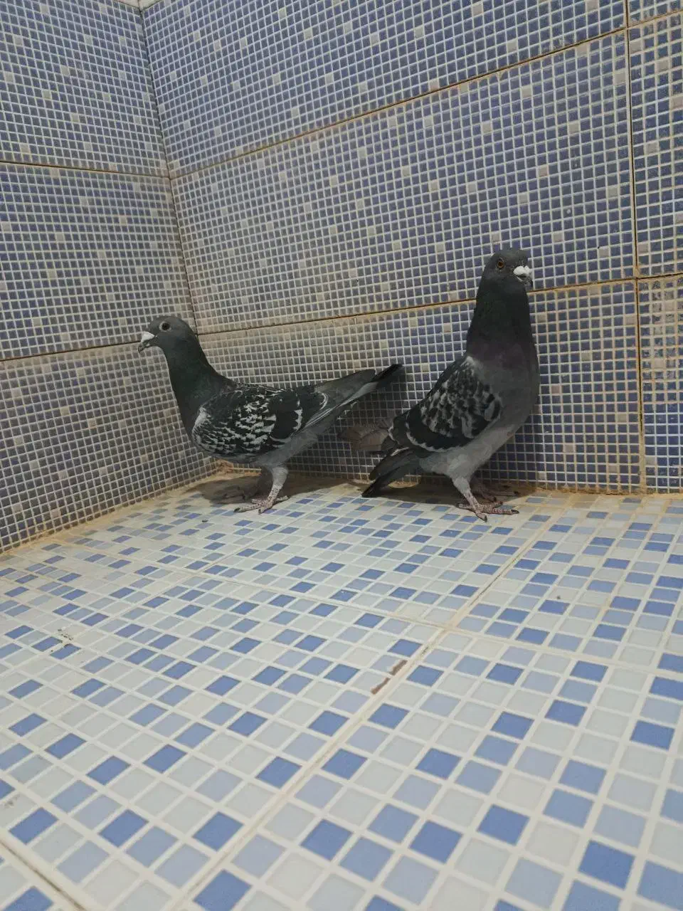 انواع کبوتر|پرنده|دهدشت, |دیوار