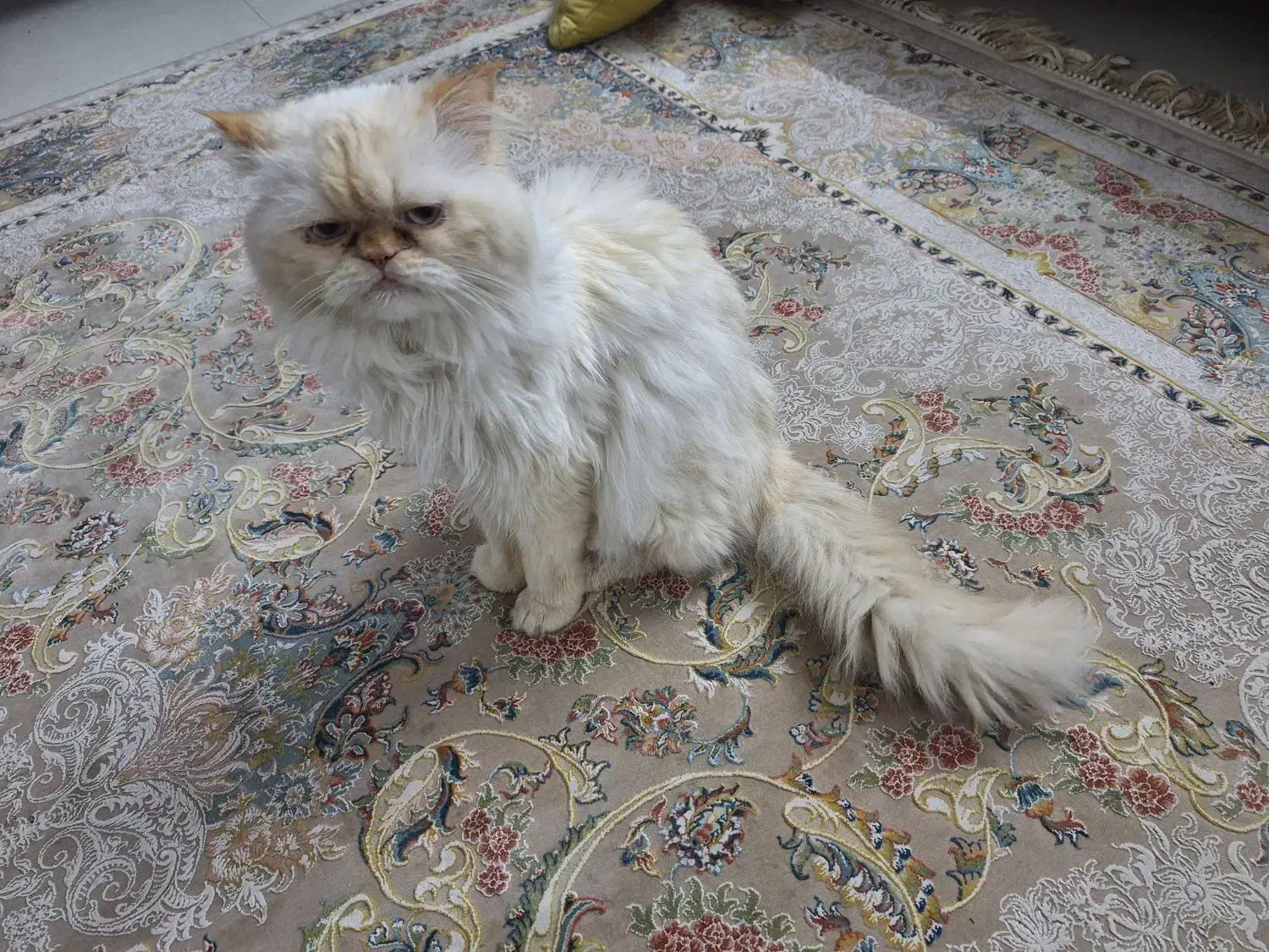 گربه پرشین هیمالین|گربه|مشهد, امیریه|دیوار