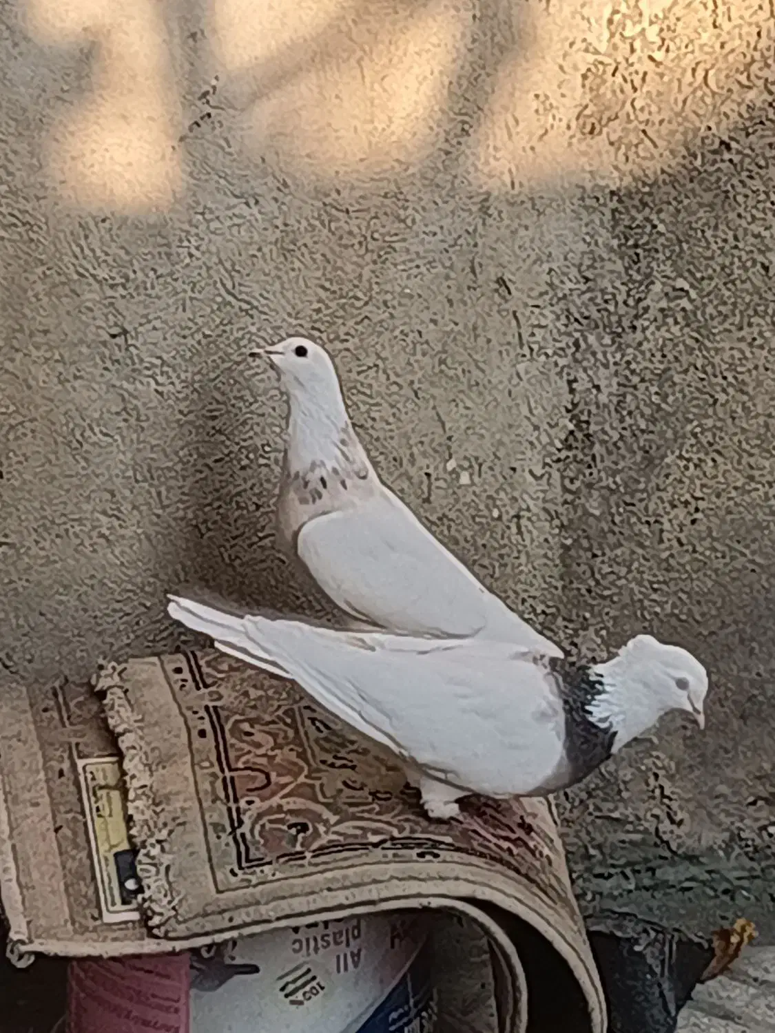 طوقی صحرایی طوقی زرد خالدار|پرنده|همدان, |دیوار