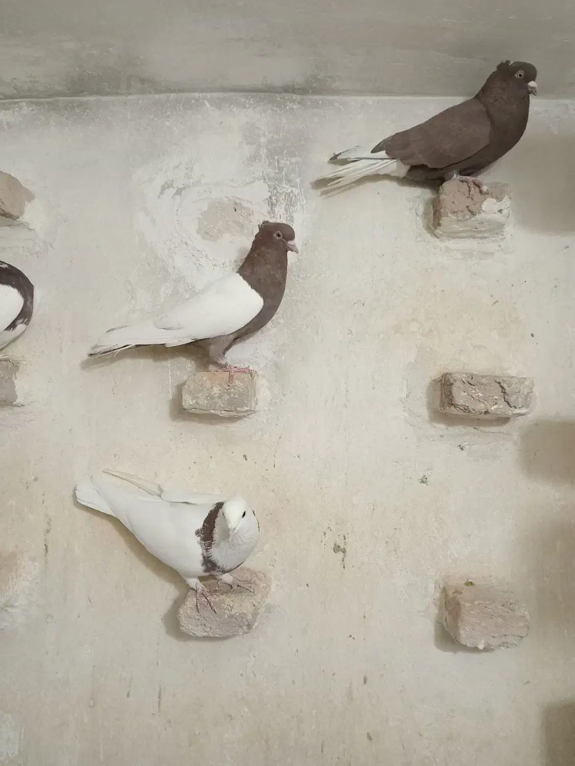 کبوتر|پرنده|جهرم, |دیوار