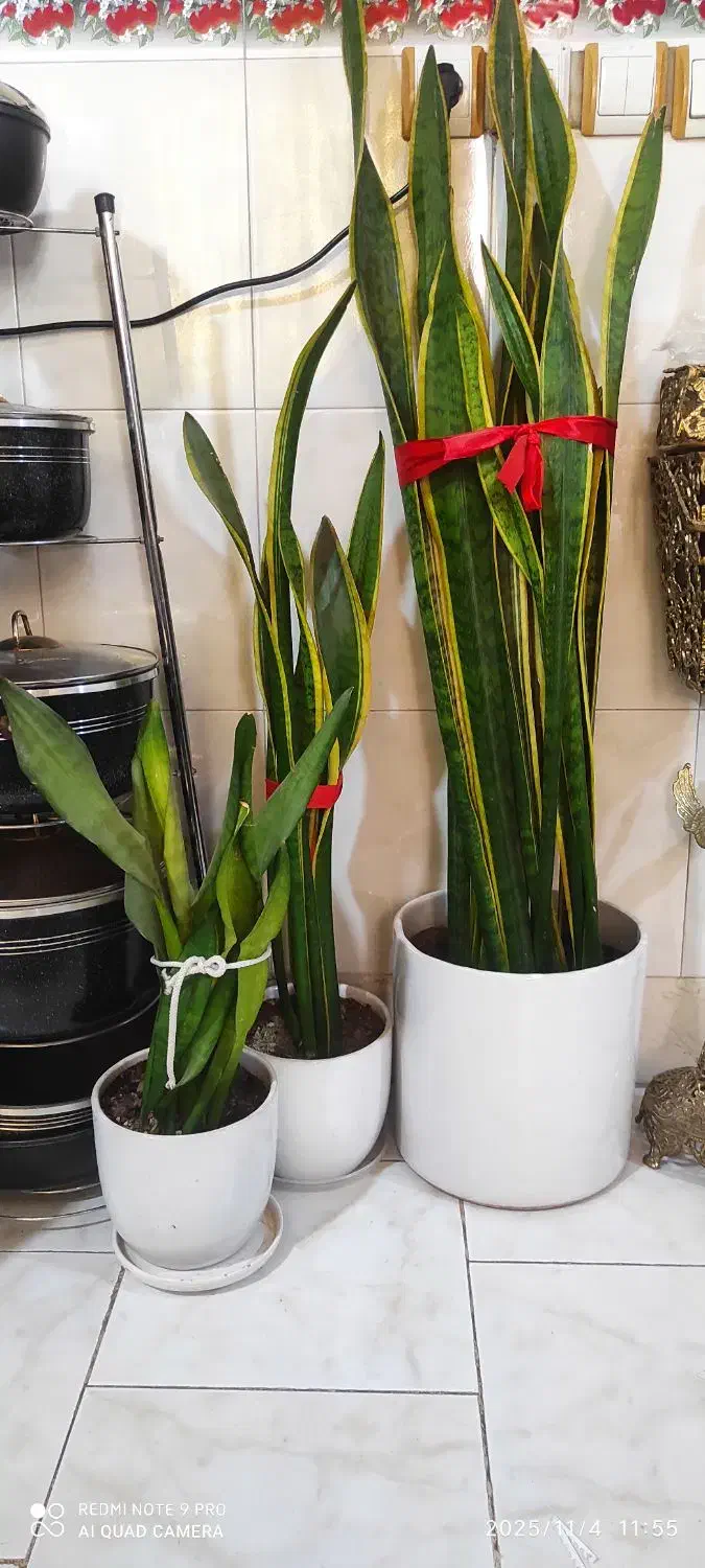 سه عدد گل سانسوریا با گلدان و زیر گلدانی|گل و گیاه طبیعی|بهارستان, |دیوار