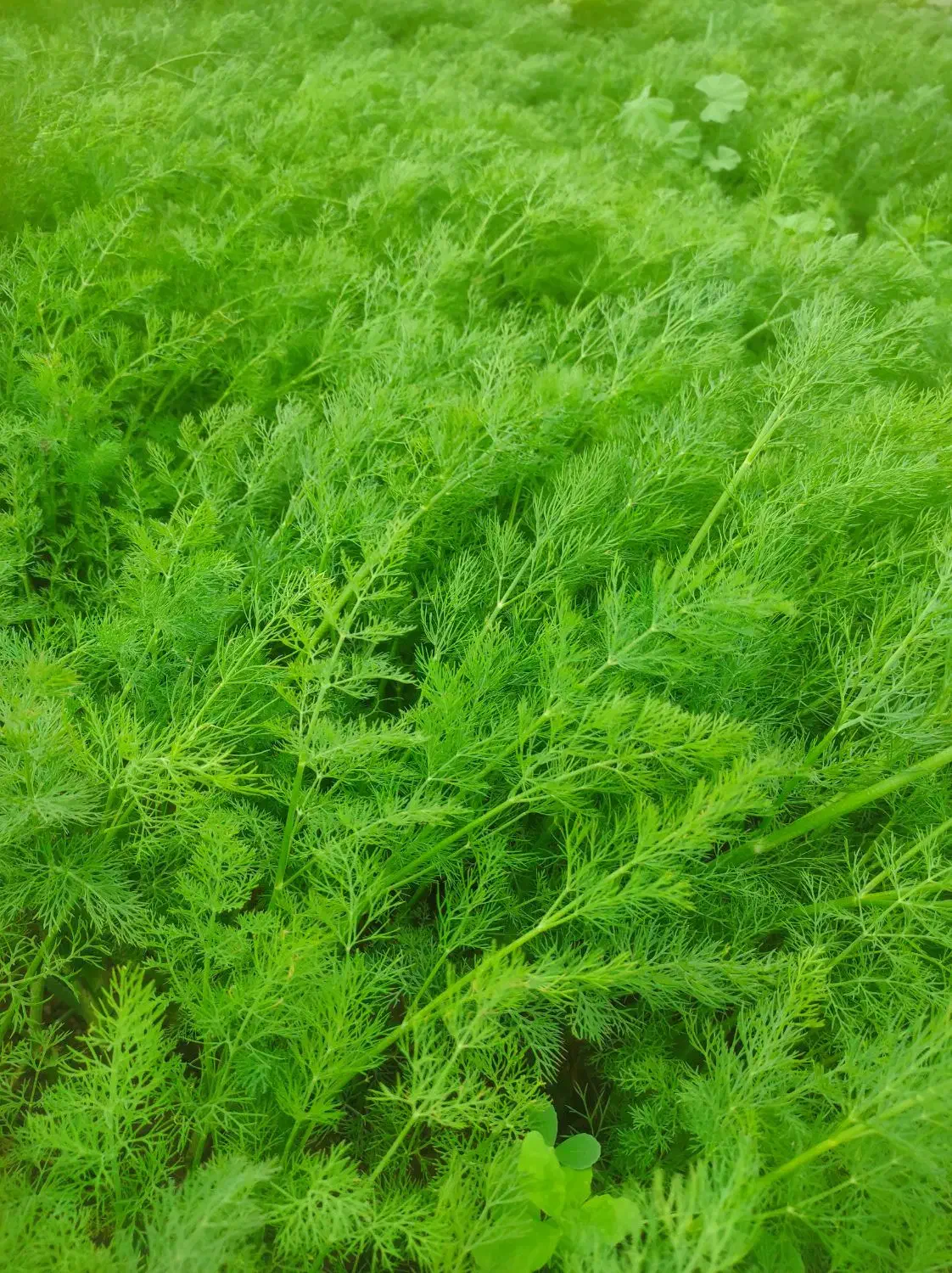 شوید|گل و گیاه طبیعی|رامهرمز, |دیوار