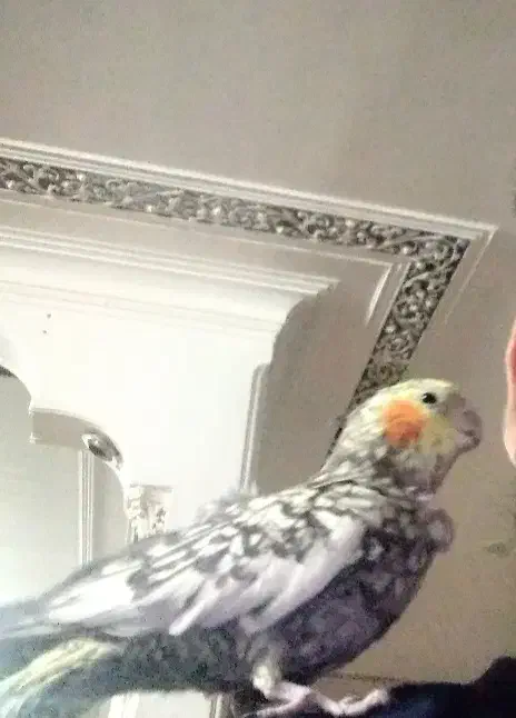 عروس هلندی|پرنده|قم, کلهری|دیوار