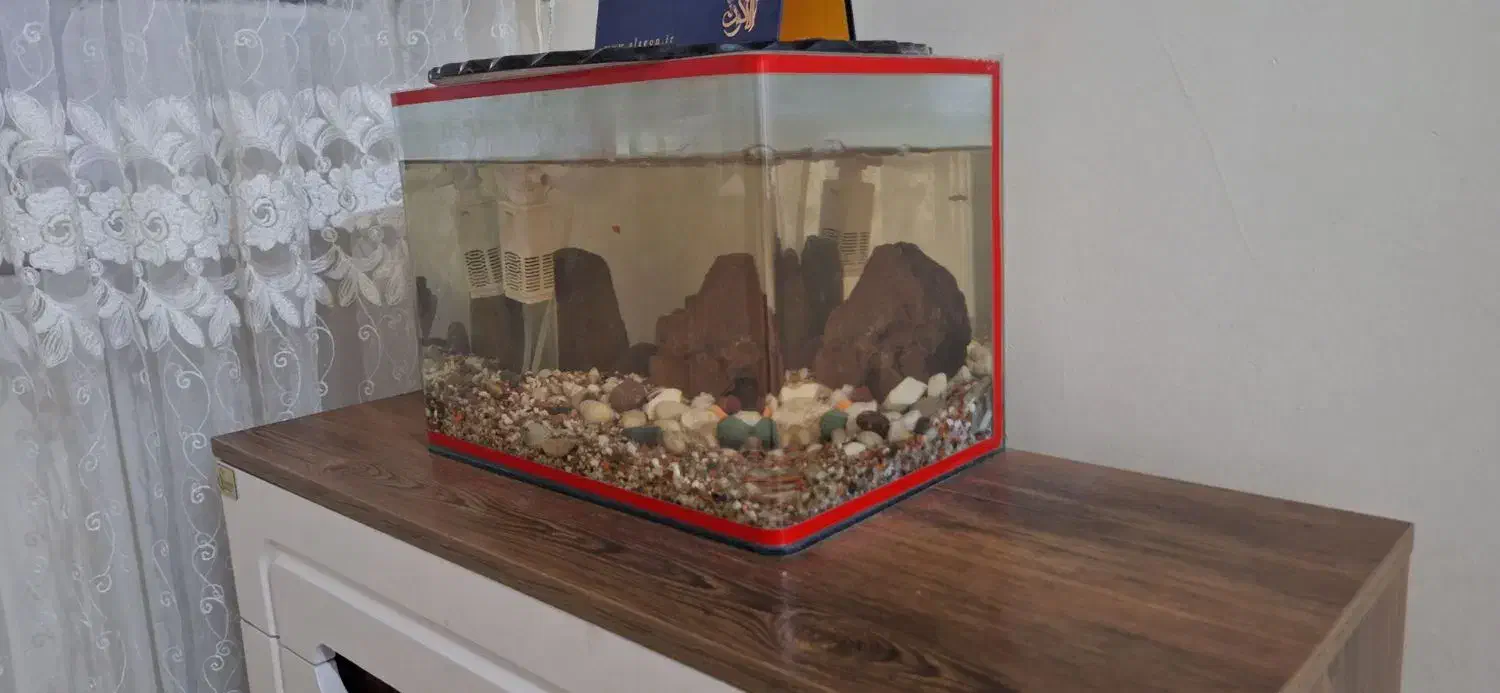 آکواریوم|ماهی|نسیم‌شهر, |دیوار