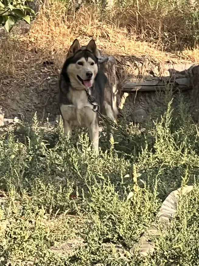 سگ هاسکی نر|سگ|شیروان (خراسان), |دیوار