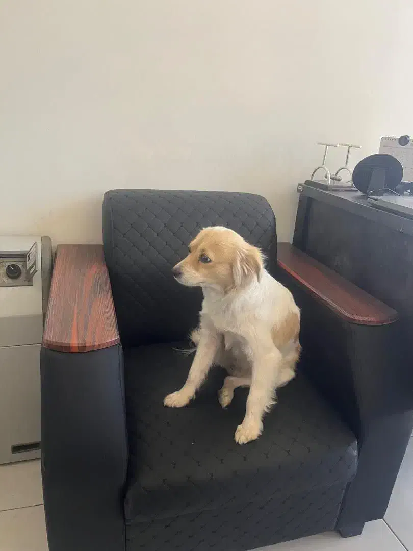 سگ گمشده|حیوانات|اصفهان, خانه اصفهان|دیوار