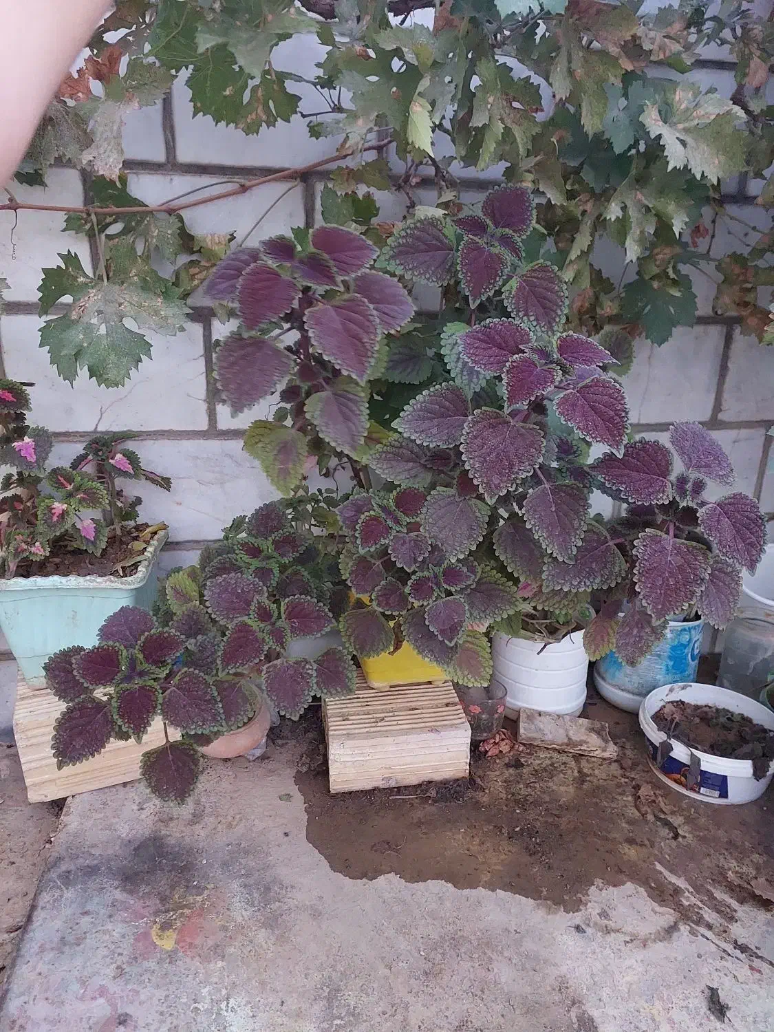 گل حسنی یوسف شاداب قشنگ|گل و گیاه طبیعی|بازفت, |دیوار