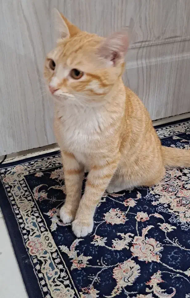 واگذاری گربه رایگان|گربه|ورامین, ورامین|دیوار