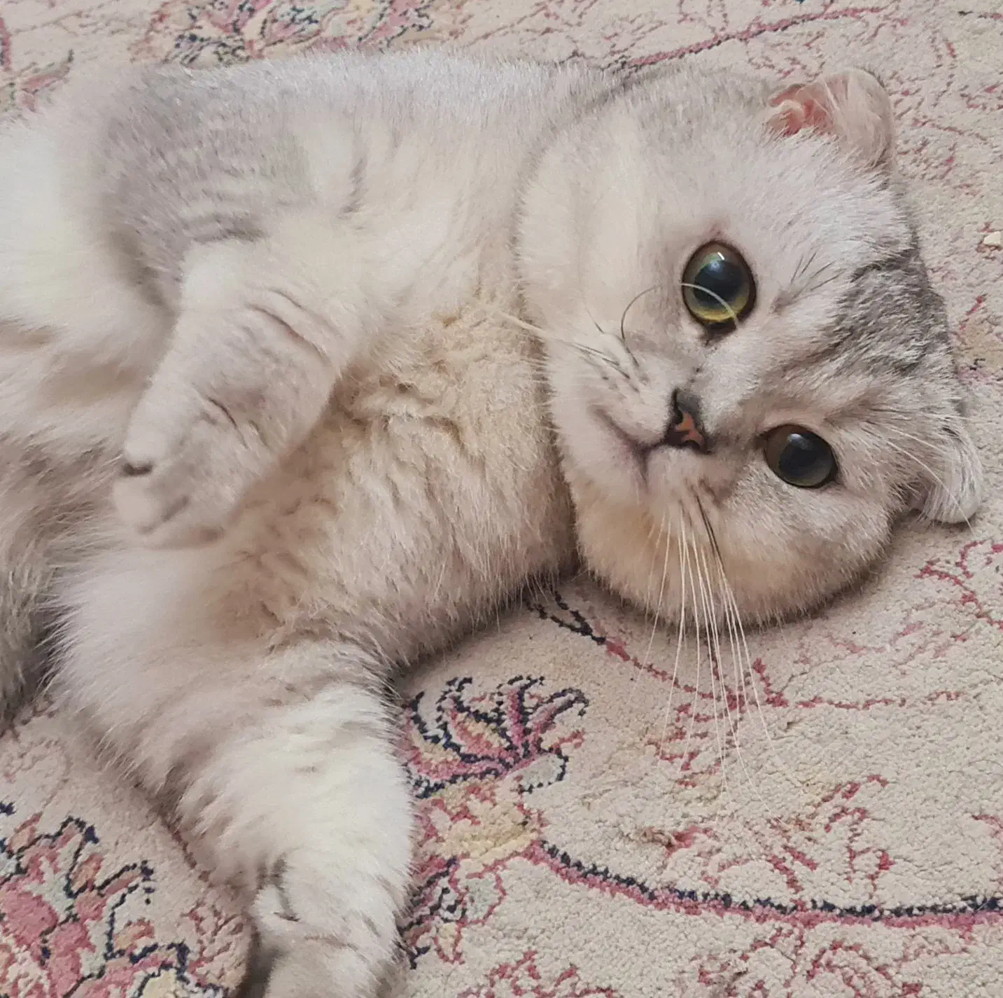 گربه نر اسکاتیش فولد سیلور کد ns11|گربه|کرج, گلشهر|دیوار