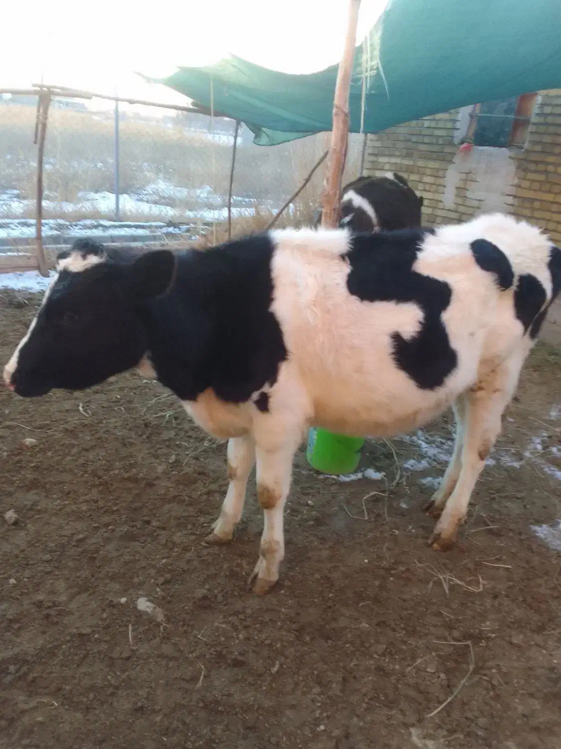 گاو|حیوانات مزرعه|ارومیه, |دیوار