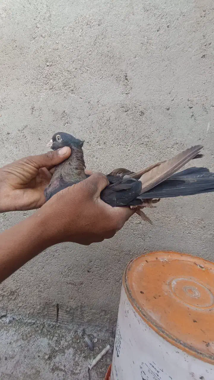 کبوتر|پرنده|کارون, |دیوار