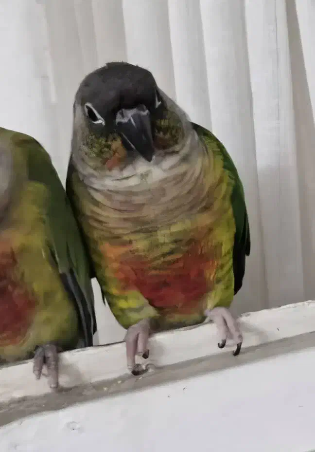 گرینچیک|پرنده|تهران, خزانه|دیوار