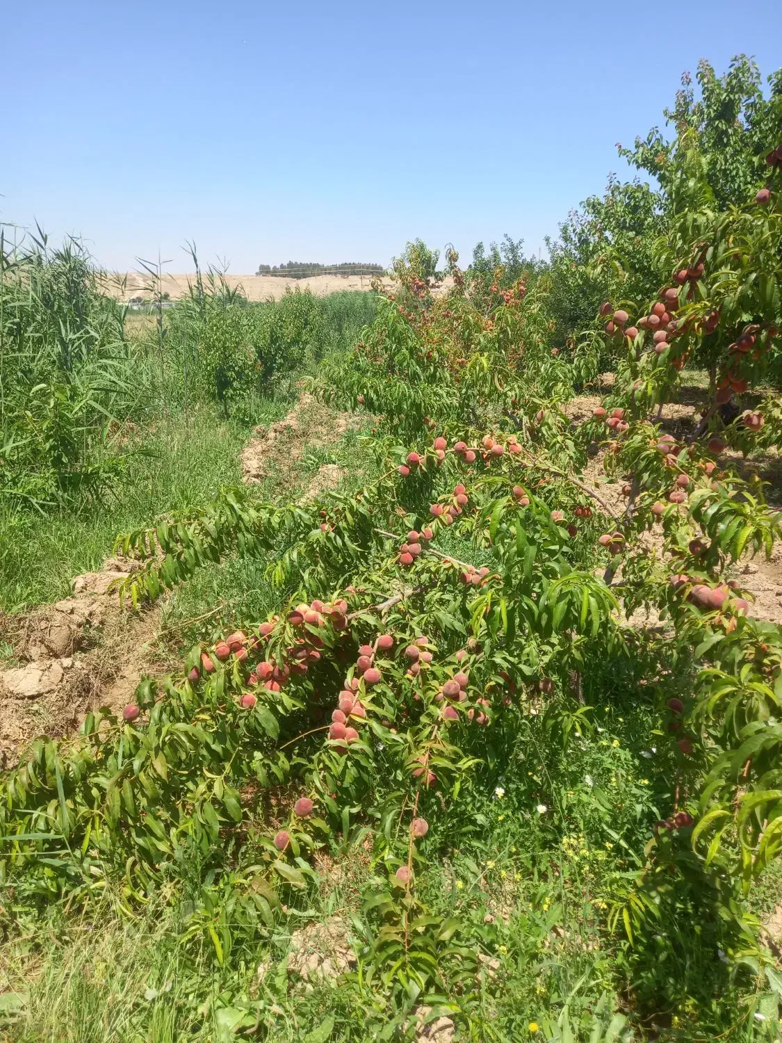 باغ|فروش زمین و ملک کلنگی|گرمخان, |دیوار