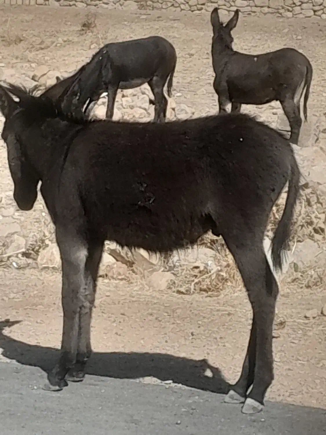 فروش ومعاوضه خربااسب|حیوانات مزرعه|ارژن, |دیوار