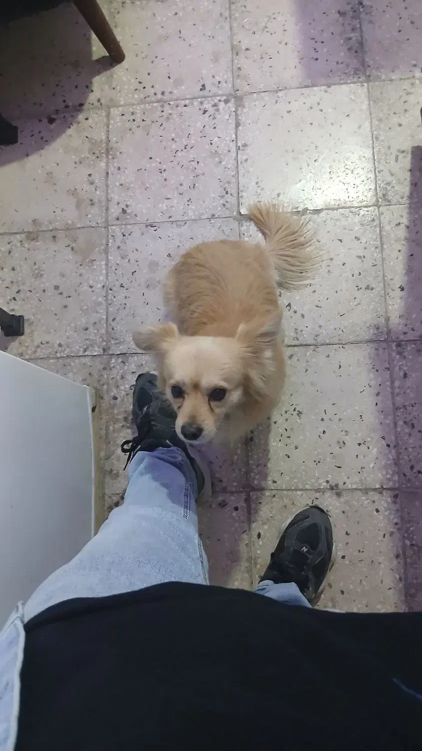 سگ گمشده|حیوانات|یاسوج, |دیوار