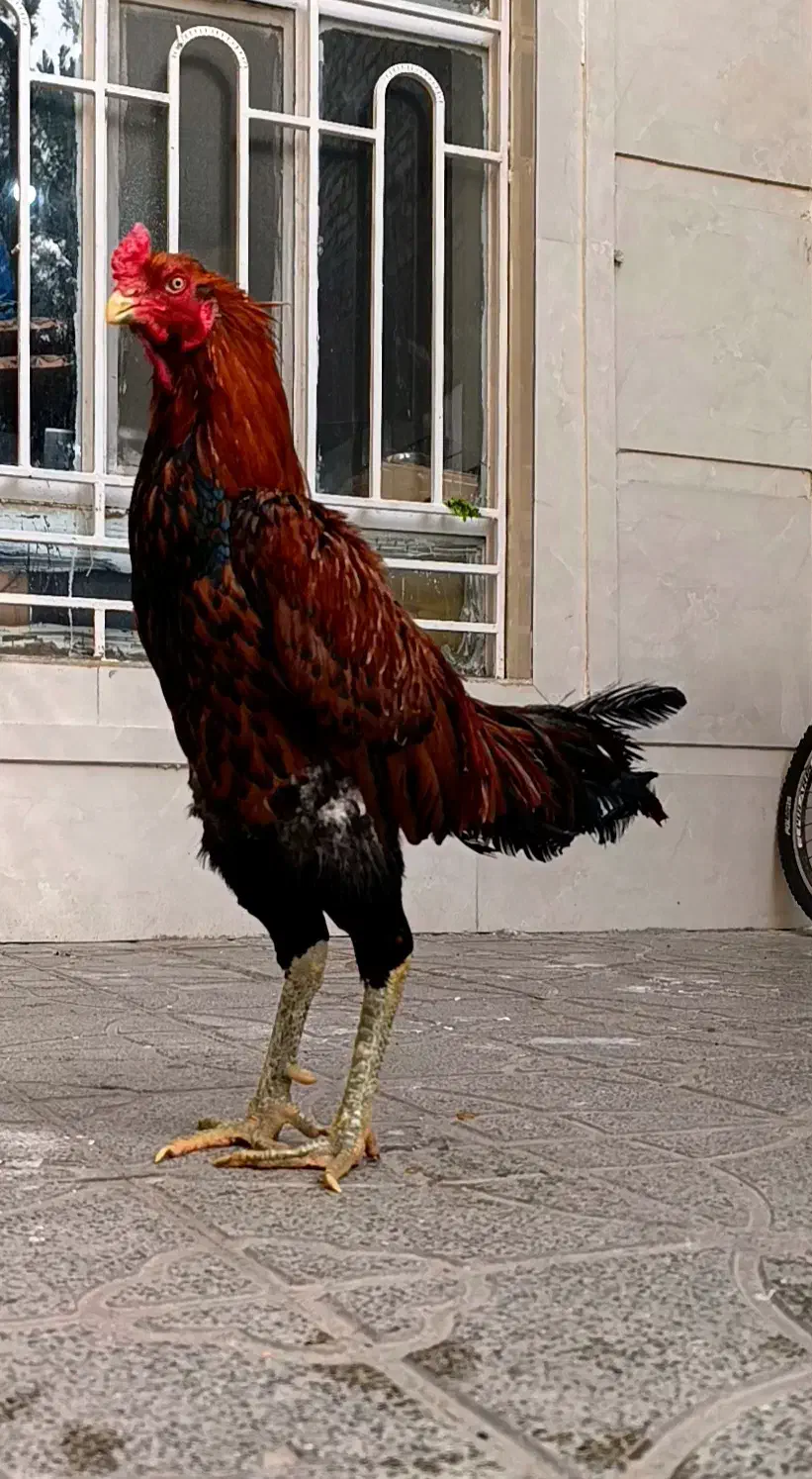 خروس لاری مرغ لاری|حیوانات مزرعه|تربت جام, اسماعیل آباد|دیوار