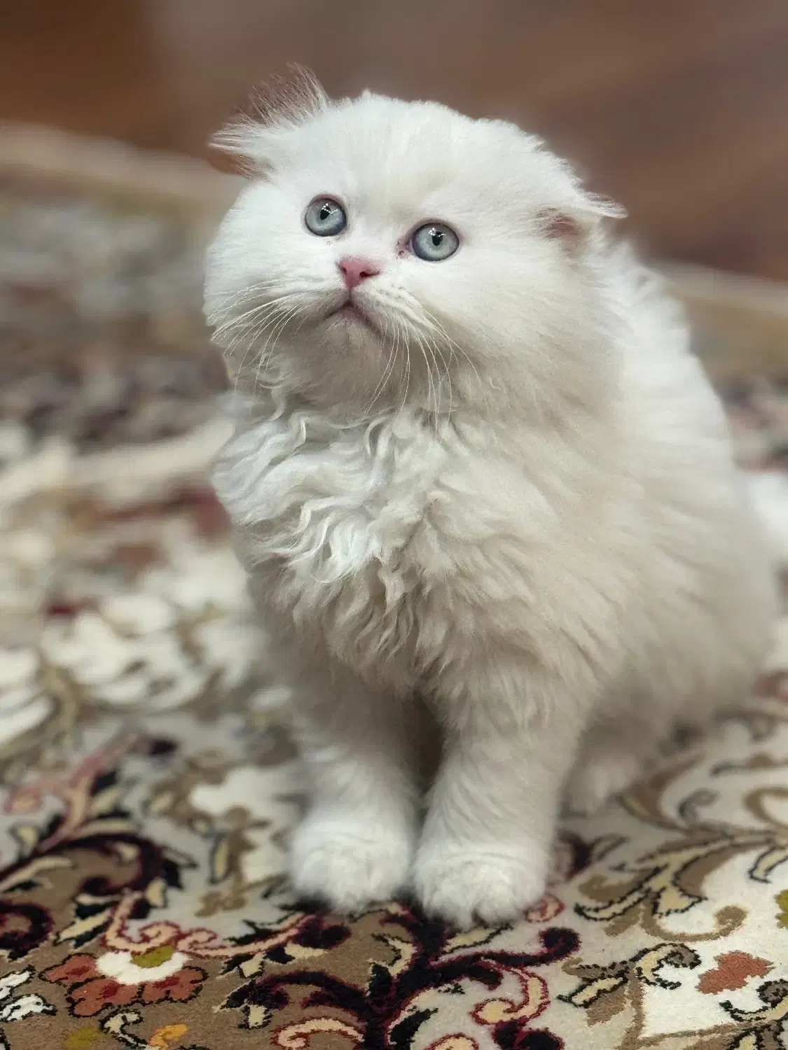 گربه میکس اسکاتیش پرشین سفید|گربه|دزفول, |دیوار