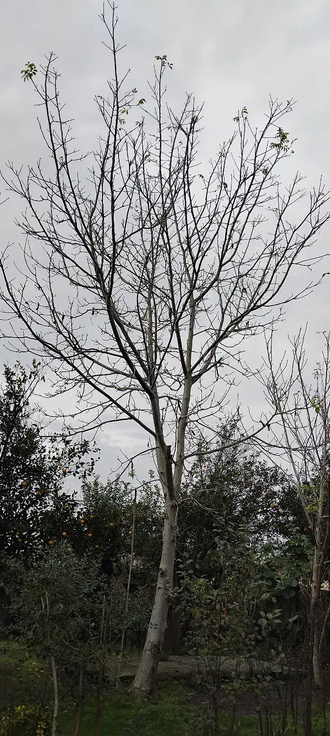 درخت گردو|خدمات باغبانی و درختکاری|لولمان, |دیوار