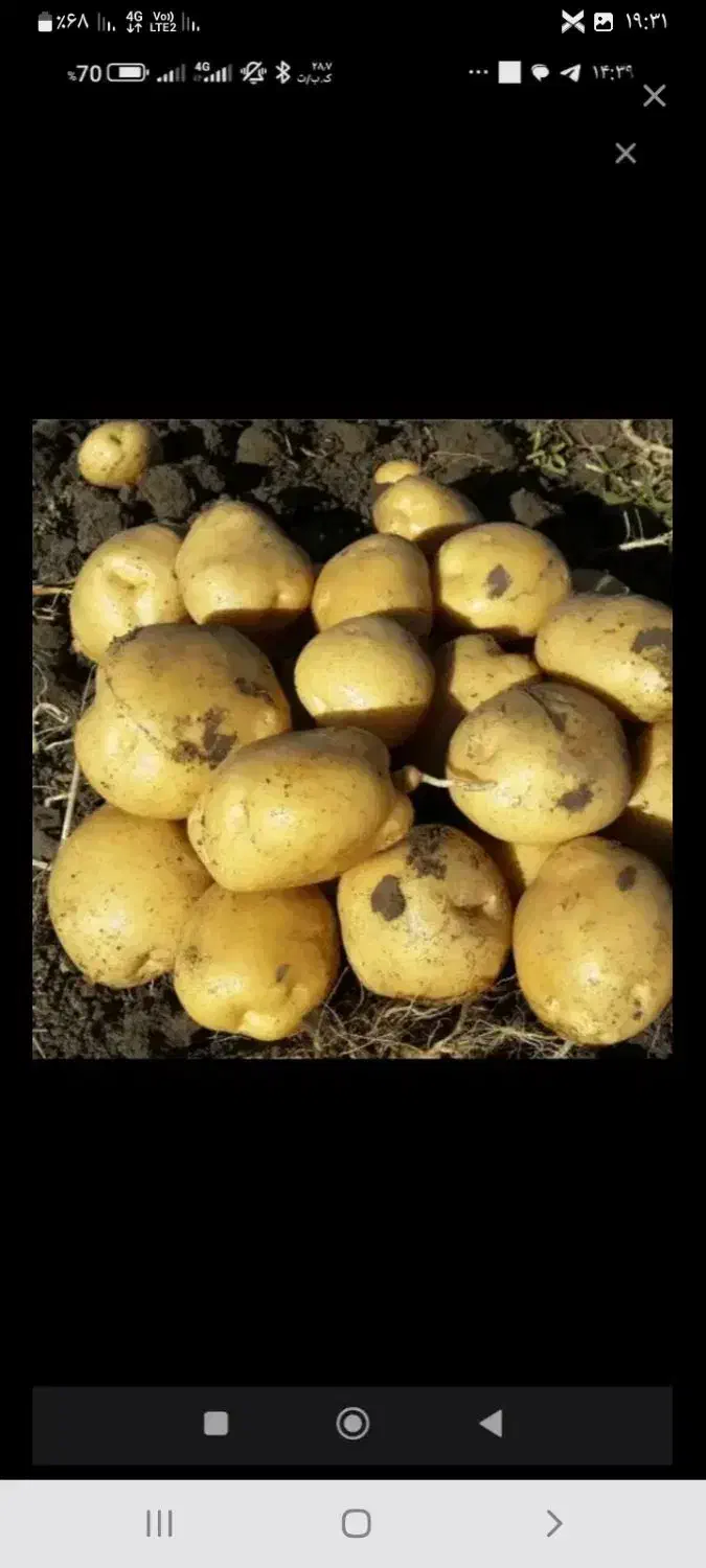 فروش سیب‌زمینی  ارگانیک  بدون کود سم|خوردنی و آشامیدنی|سجاس رود, |دیوار