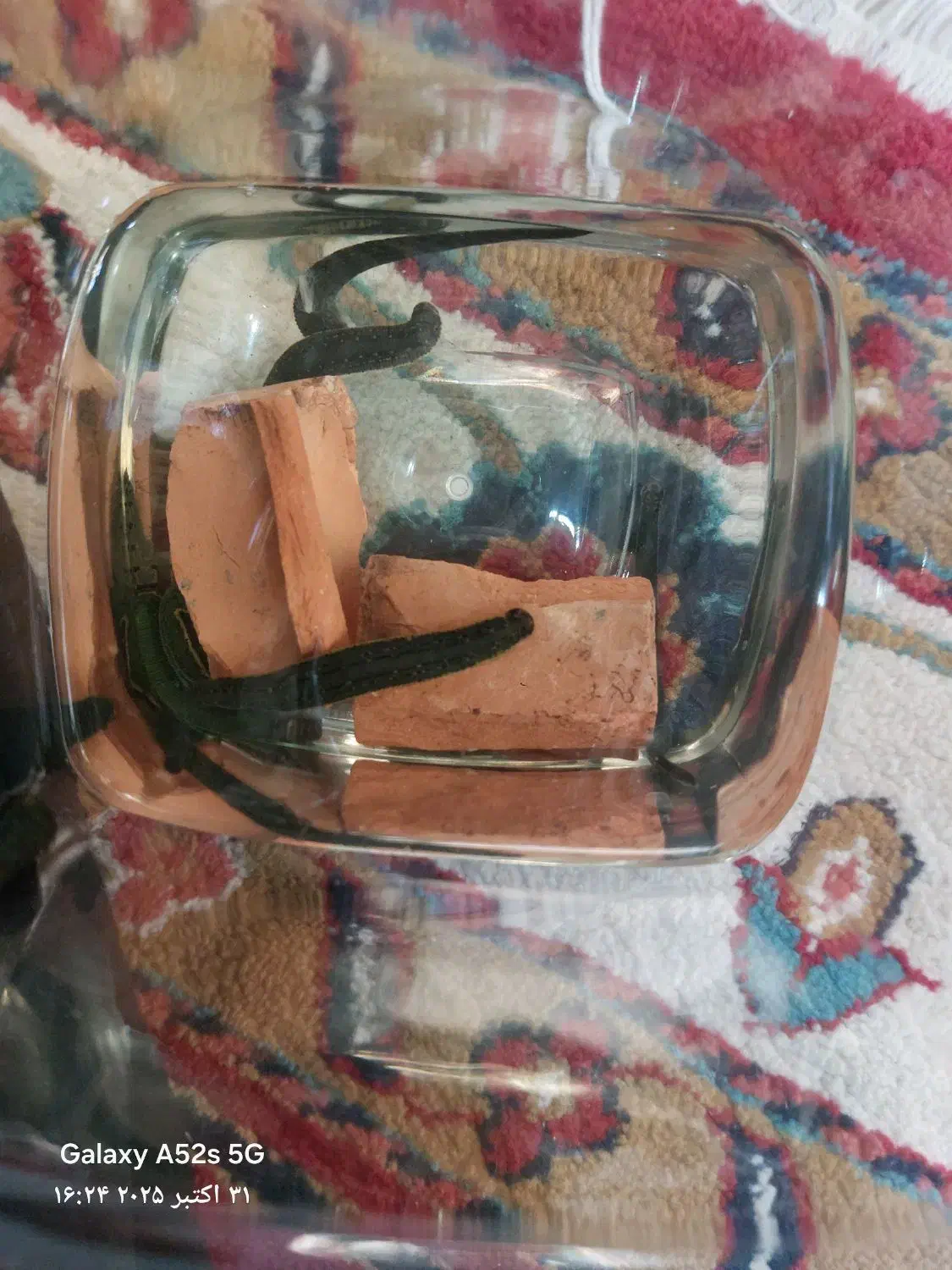 فروش زالو طبی عمده و خرده|آرایشی، بهداشتی، درمانی|اندیشه, اندیشه فاز ۱|دیوار