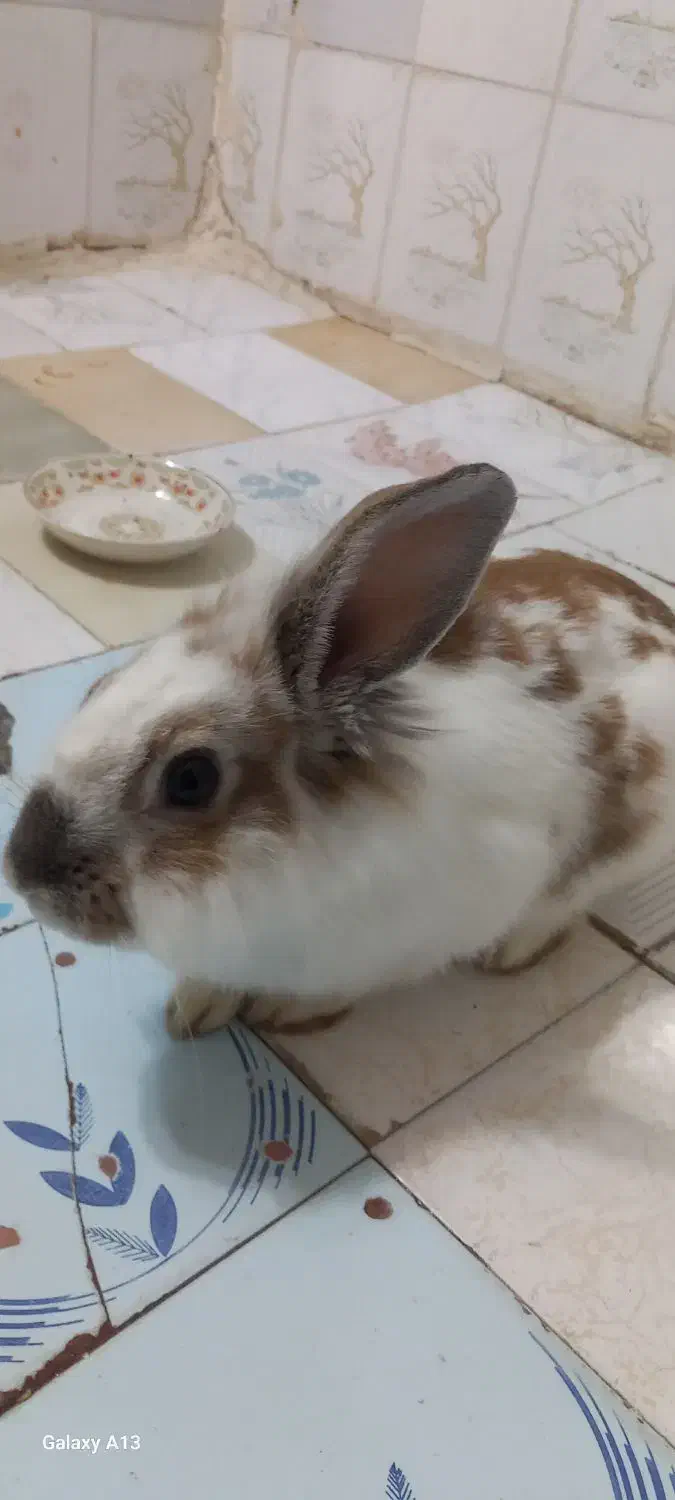 خرگوش|موش و خرگوش|خرم‌آباد, |دیوار