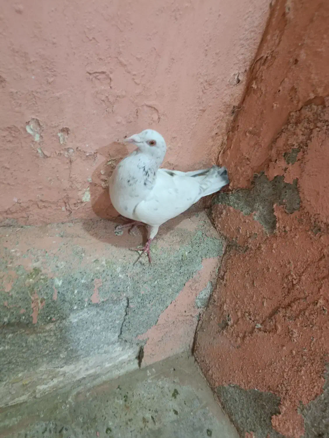 سفید هفرنگ ماده|پرنده|بشاریات, |دیوار