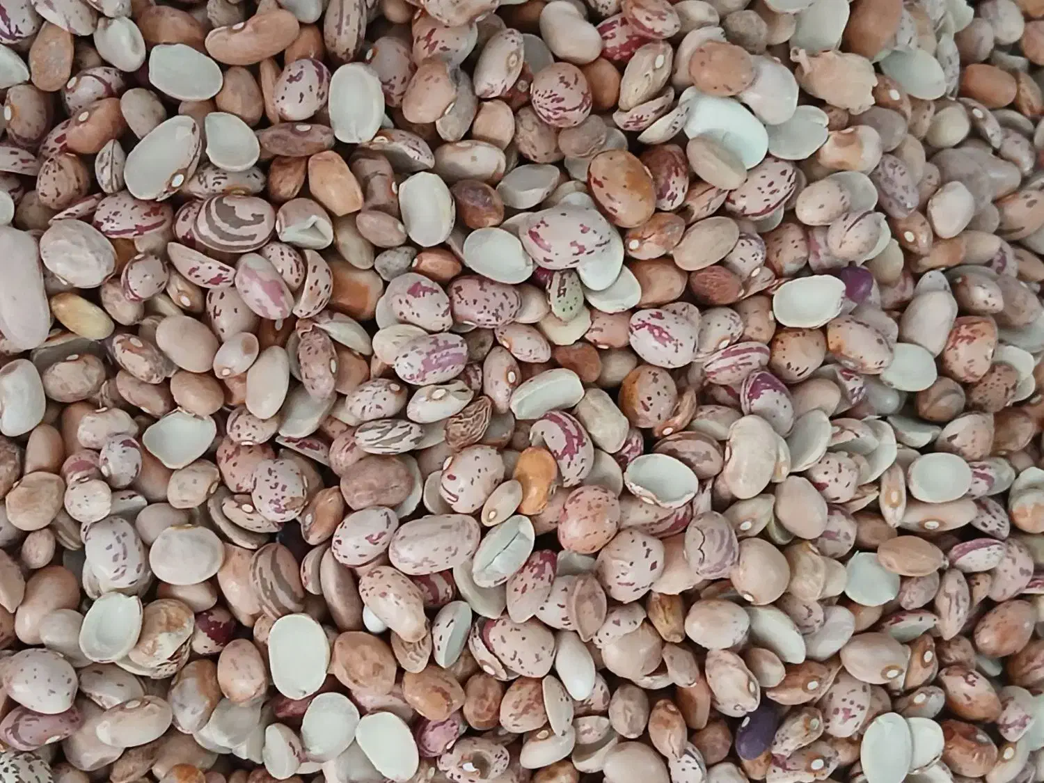 لوبیا چیتی ایرانی کیلوی 200|خوردنی و آشامیدنی|مشهد, شهید معقول|دیوار