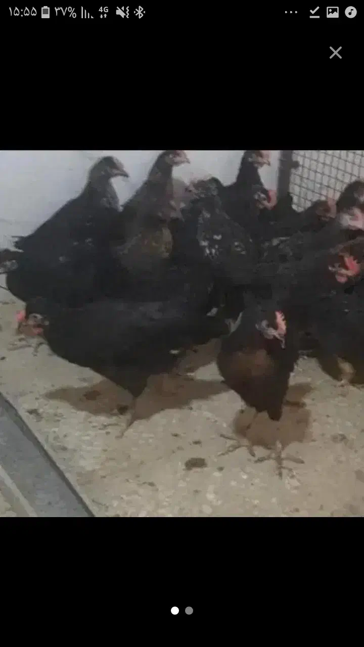 مرغ قربانی سیاه سفید|حیوانات مزرعه|پاکدشت, پاکدشت (مامازند)|دیوار