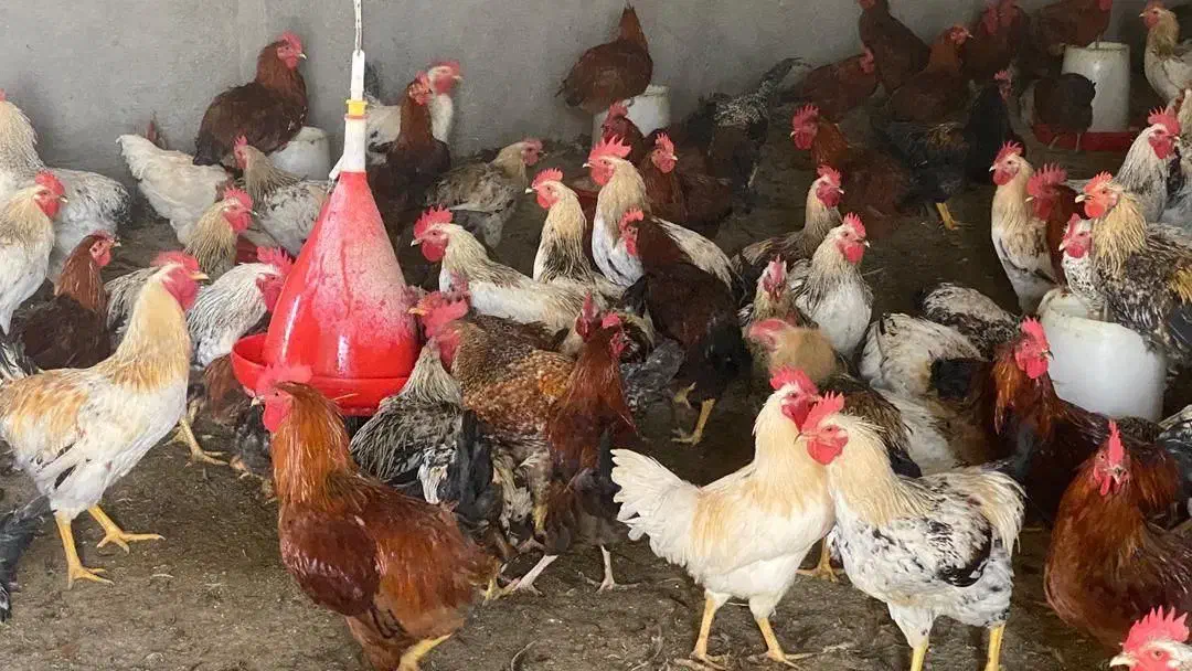 مرغ و خروس محلی|حیوانات مزرعه|مرودشت, بیست متری بیمارستان|دیوار