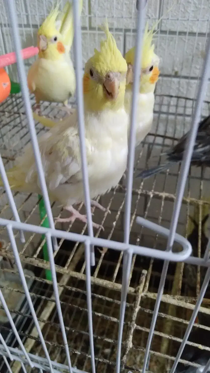 جوجه عروس هلندی لوتینو ۱ ساله|پرنده|مشهد, سرافرازان|دیوار