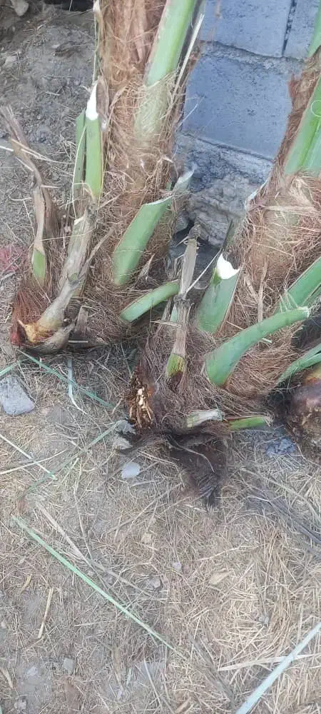 پاجوش نخل / نهال نخل|گل و گیاه طبیعی|رودان, |دیوار