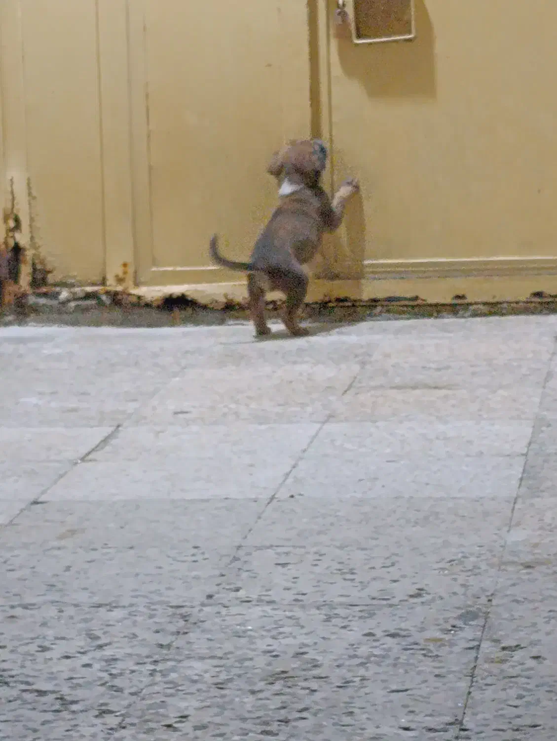 سگ اصیل نژاد سرابی|سگ|چابهار, |دیوار