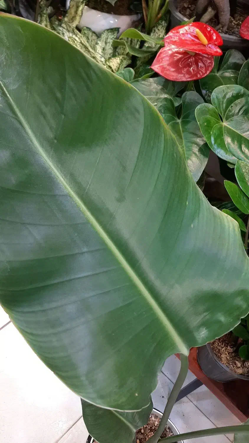 نخل نیکولای/گل و گیاه آپارتمانی/زاموفیلیا بنسای|گل و گیاه طبیعی|فردیس, فردیس|دیوار