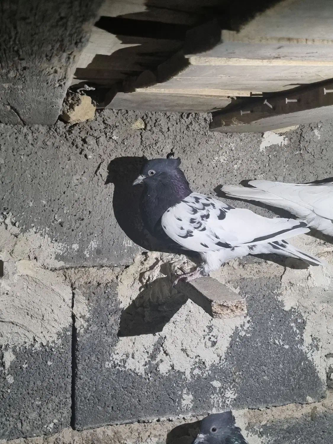 یال سرور نر کله سیاه ماده|پرنده|شیراز, انجیر|دیوار