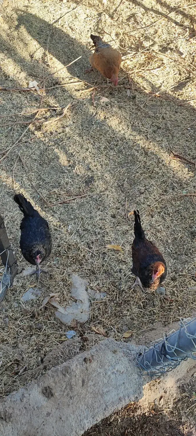 مرغ و خروس و بوقلمون محلی|حیوانات مزرعه|شیراز, جانبازان|دیوار