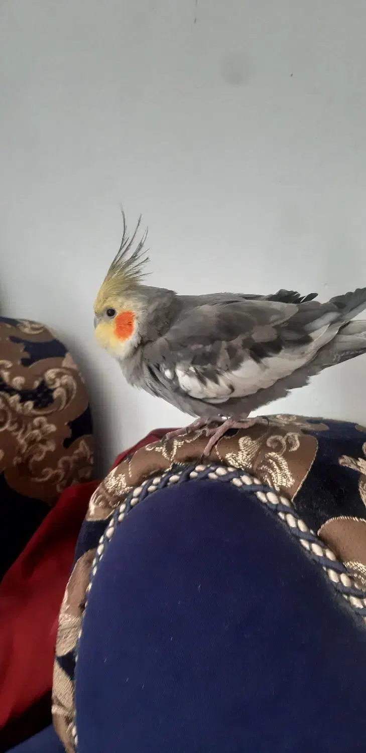 پرندم گم شده|حیوانات|قوچان, |دیوار