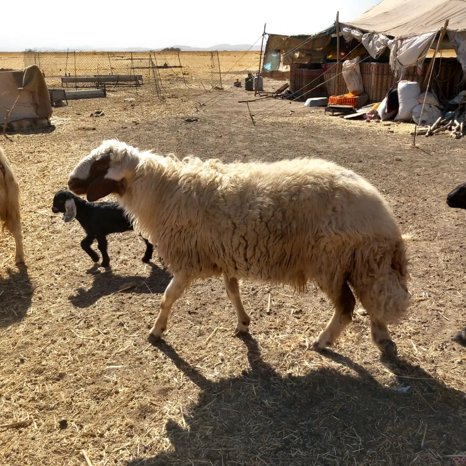 قوچ|حیوانات مزرعه|کرمانشاه, |دیوار