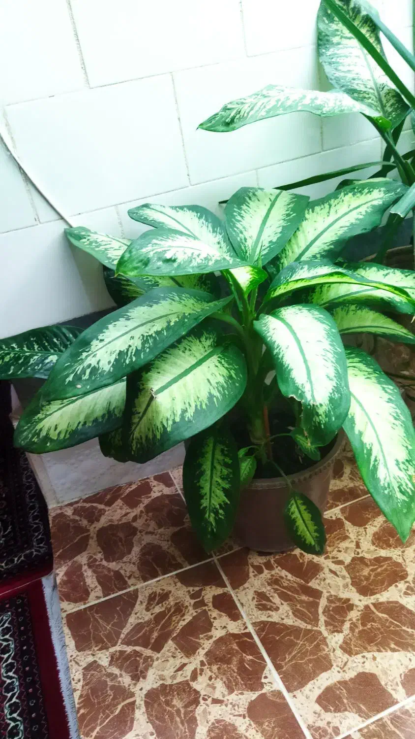 گل دیفن زیبا و سرحال|گل و گیاه طبیعی|اسلام‌‌آباد غرب, |دیوار