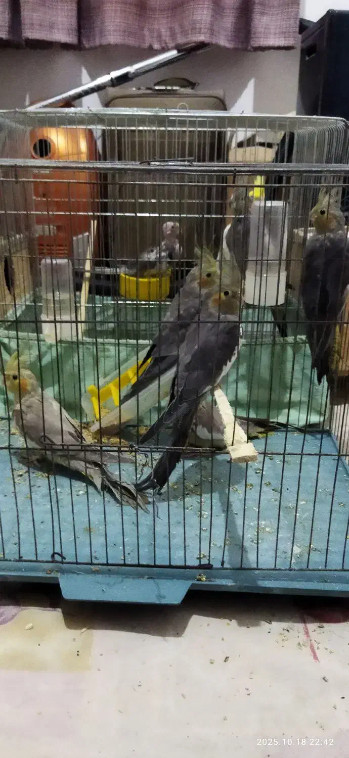 تعدادی طوطی عروس|پرنده|رشت, باهنر|دیوار