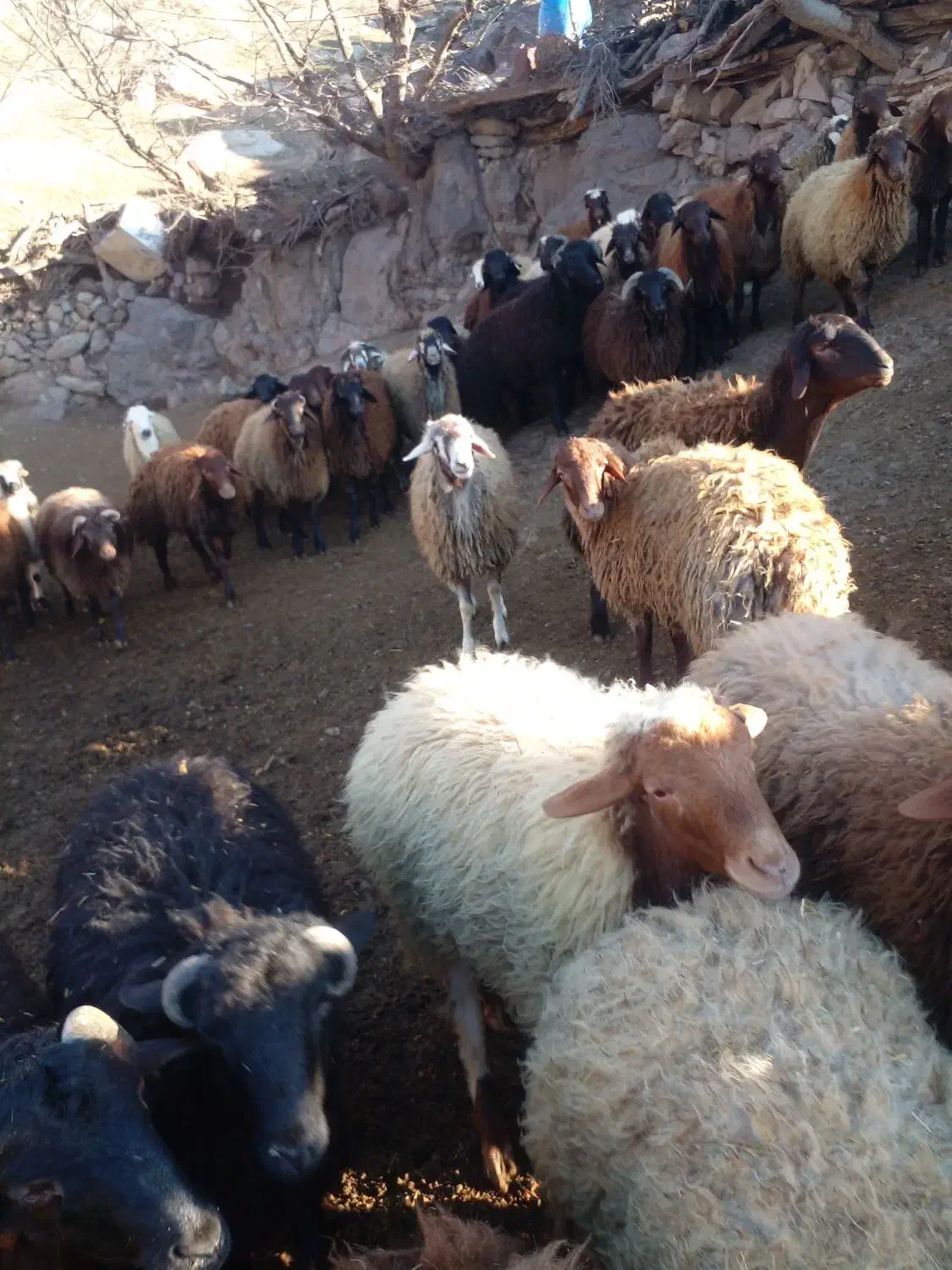 بره نر|حیوانات مزرعه|رودبار, |دیوار