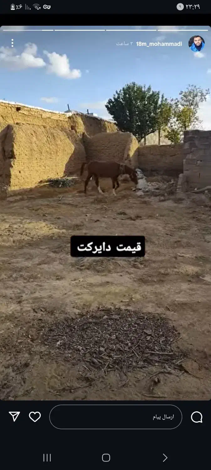 فوری|اسب و تجهیزات اسبسواری|زنجان, |دیوار