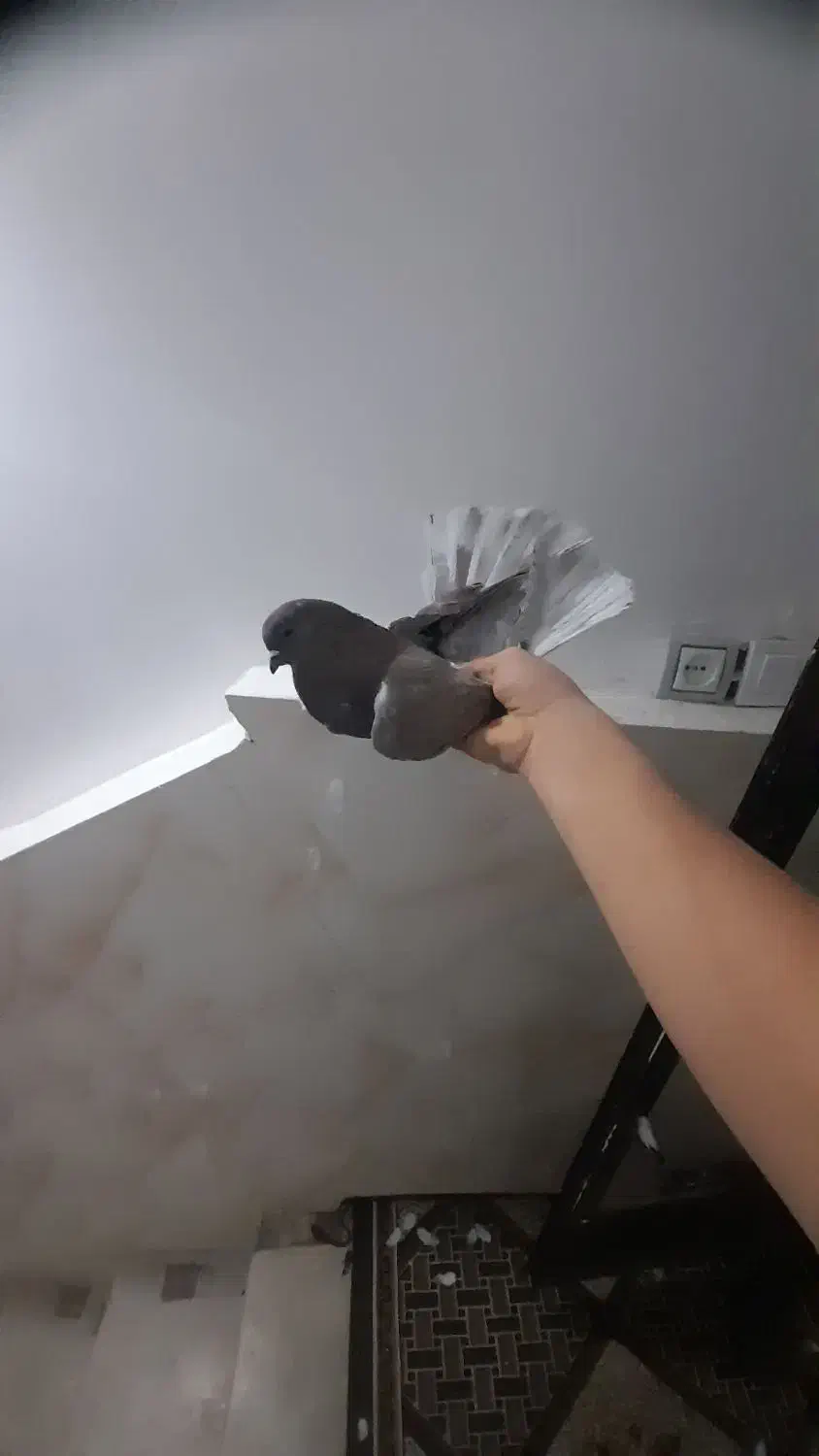 کفتر پرشی کمیاب|پرنده|نسیمشهر, |دیوار