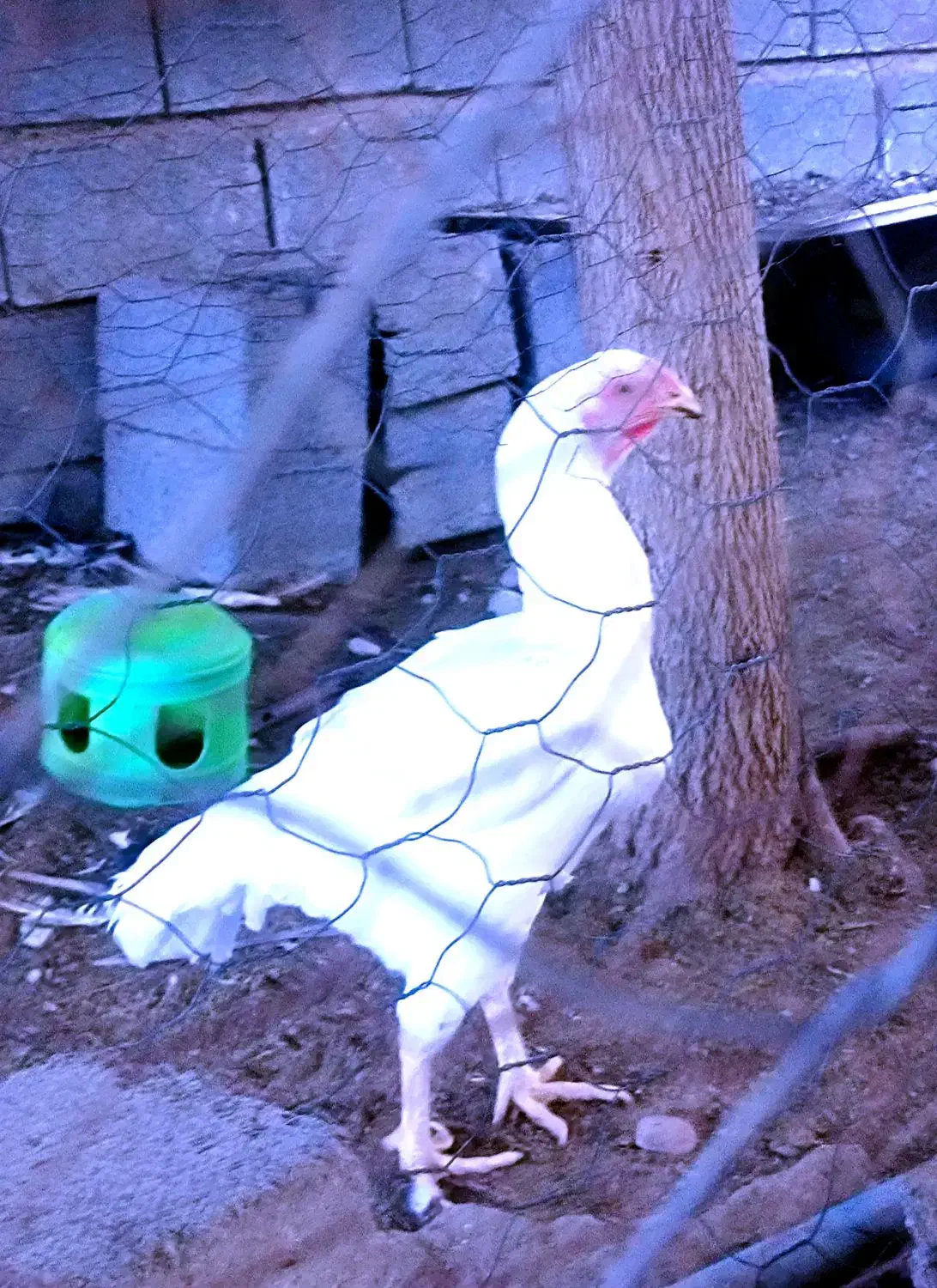 مرغ و خروس لاری|حیوانات مزرعه|بندرعباس, |دیوار