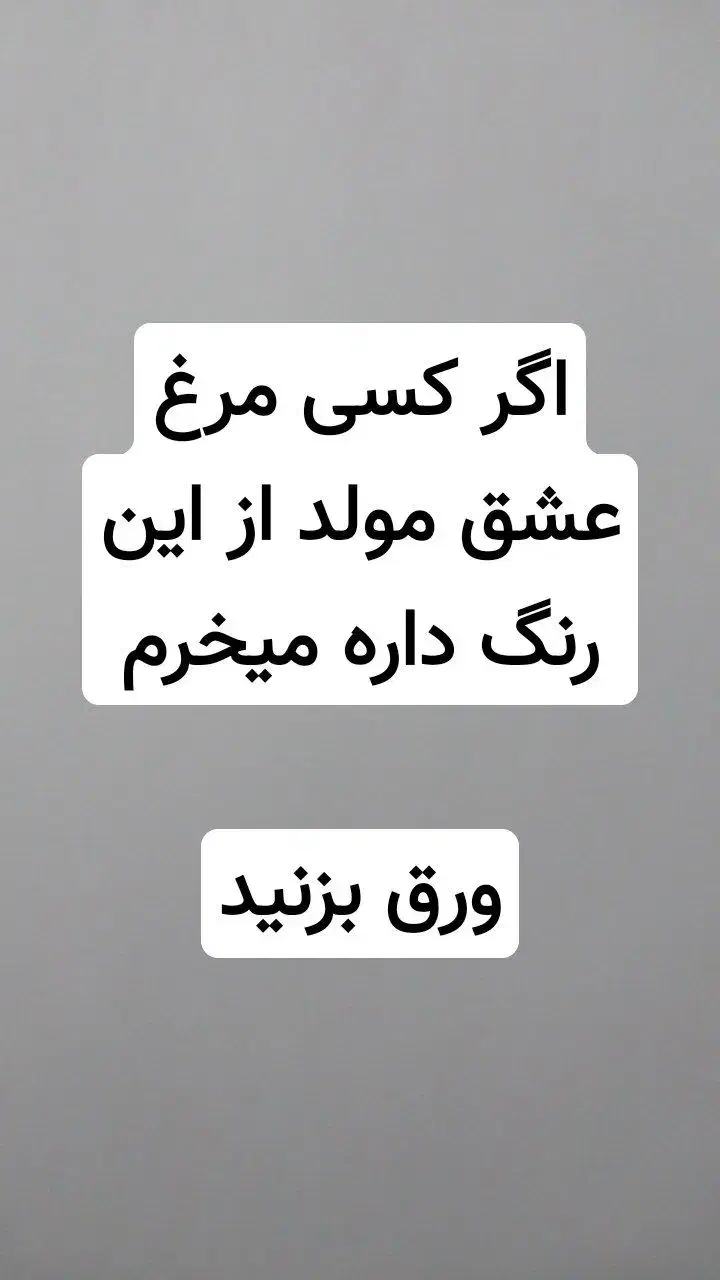 مرغ عشق|پرنده|ورامین, ورامین|دیوار